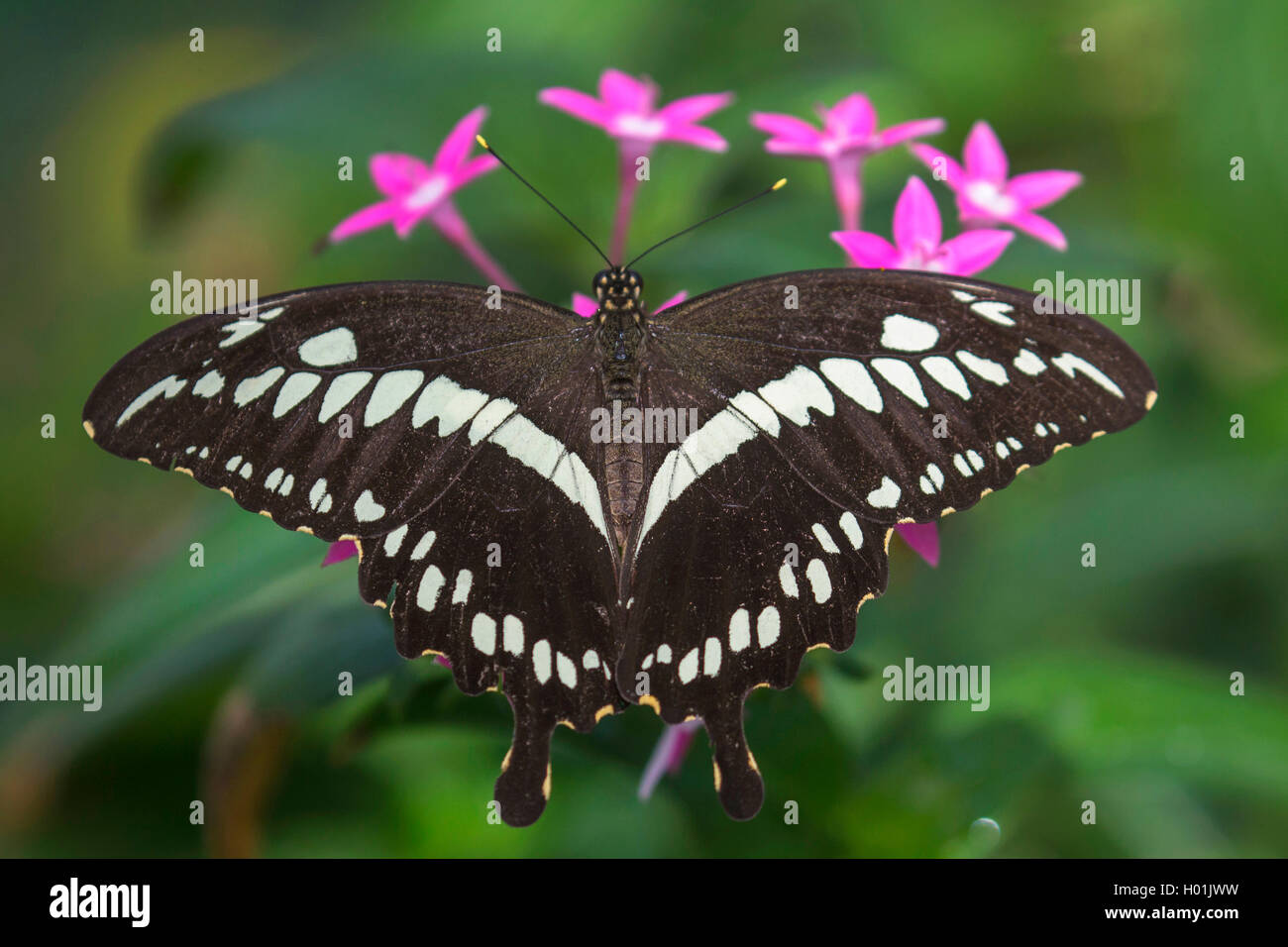 Constantine's swallowtail  (Papilio constantinus), sitting on a blossom, view from above, Africa Stock Photo