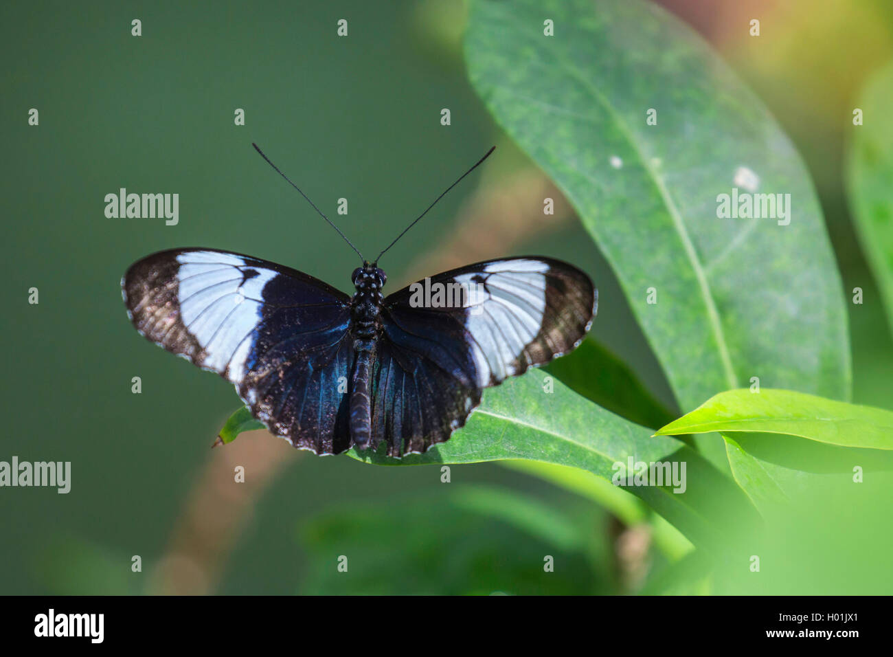 Cydno Longwing (Heliconius cydno), sitting on a leaf, view from above Stock Photo