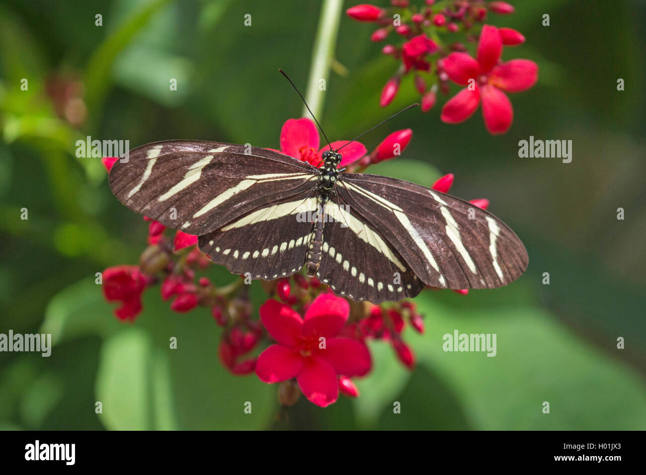 Zebrafalter, Zebra-Falter (Heliconius charithonia), sitzt auf einer roten Bluete, Aufsicht, USA, Arizona | Zebra Longwing Butter Stock Photo