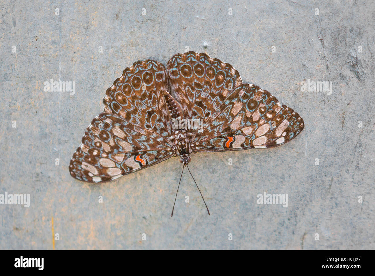 Grey Cracker  (Hamadryas februa), on a rock, view from above Stock Photo