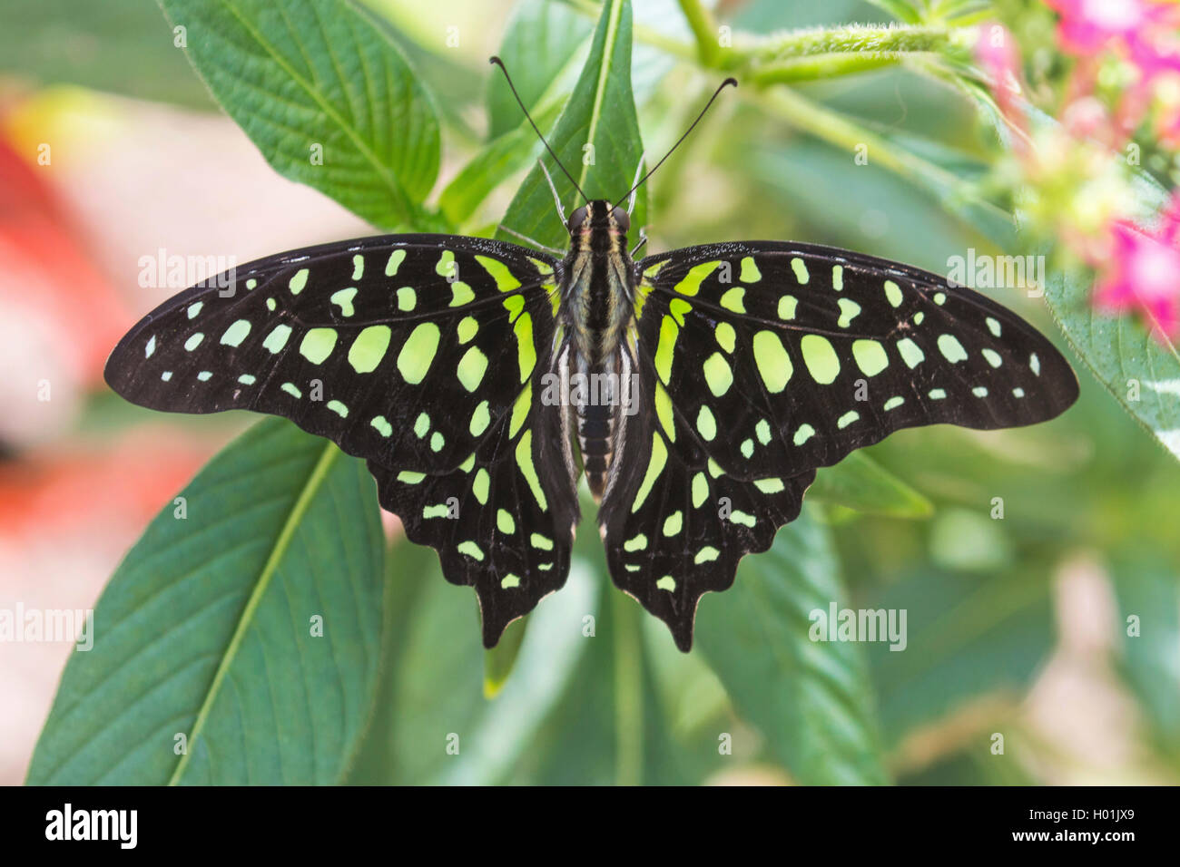 Tailed Jay, Green-spotted triangle, Tailed green jay, Green triangle (Graphium agamemnon, Papilio agamemnon), sitting on a leaf, view from above Stock Photo