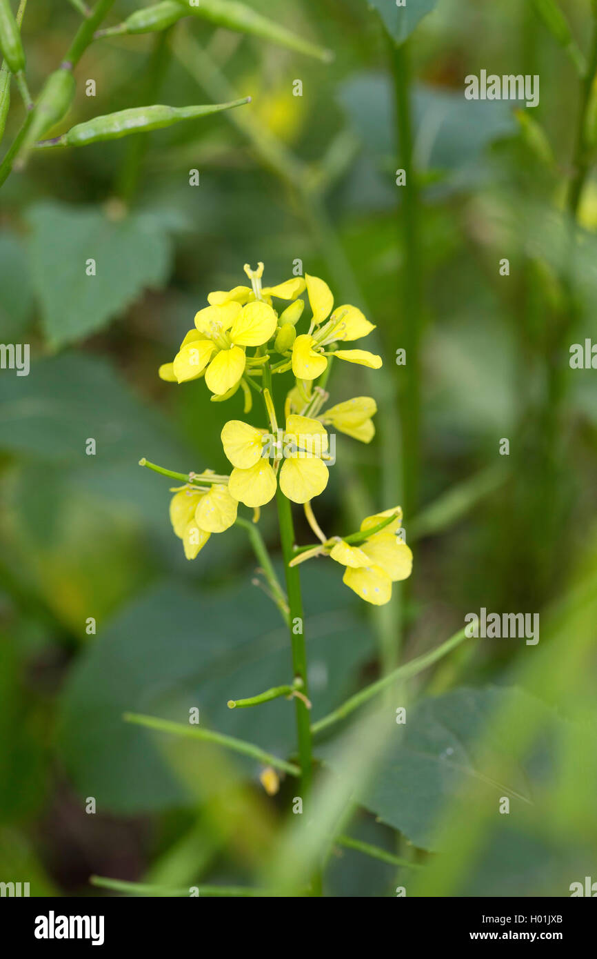 Charlock, Field mustard, Corn mustard (Sinapis arvensis), blooming, Germany Stock Photo