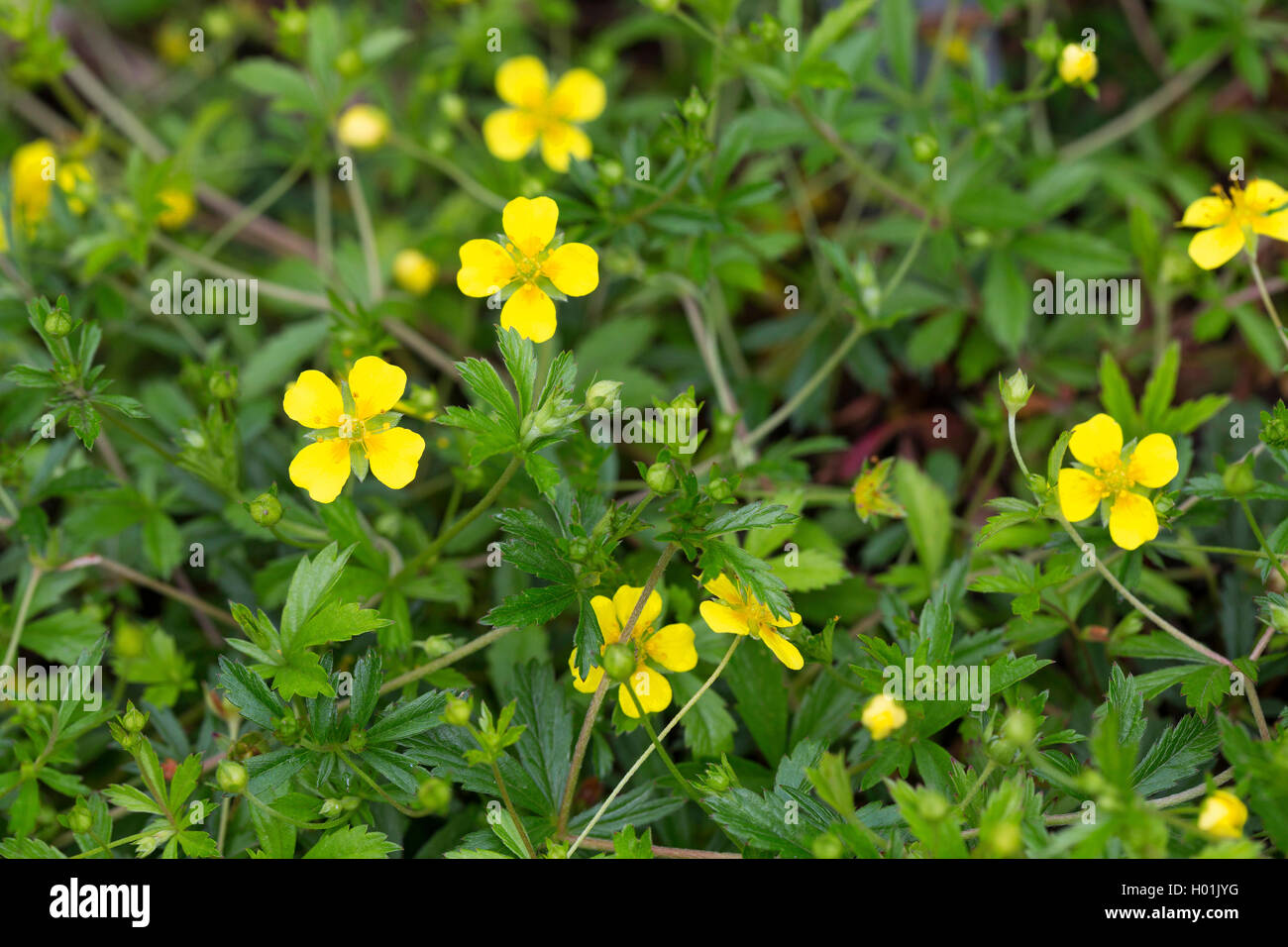 common tormentil (Potentilla erecta), blooming, Germany Stock Photo