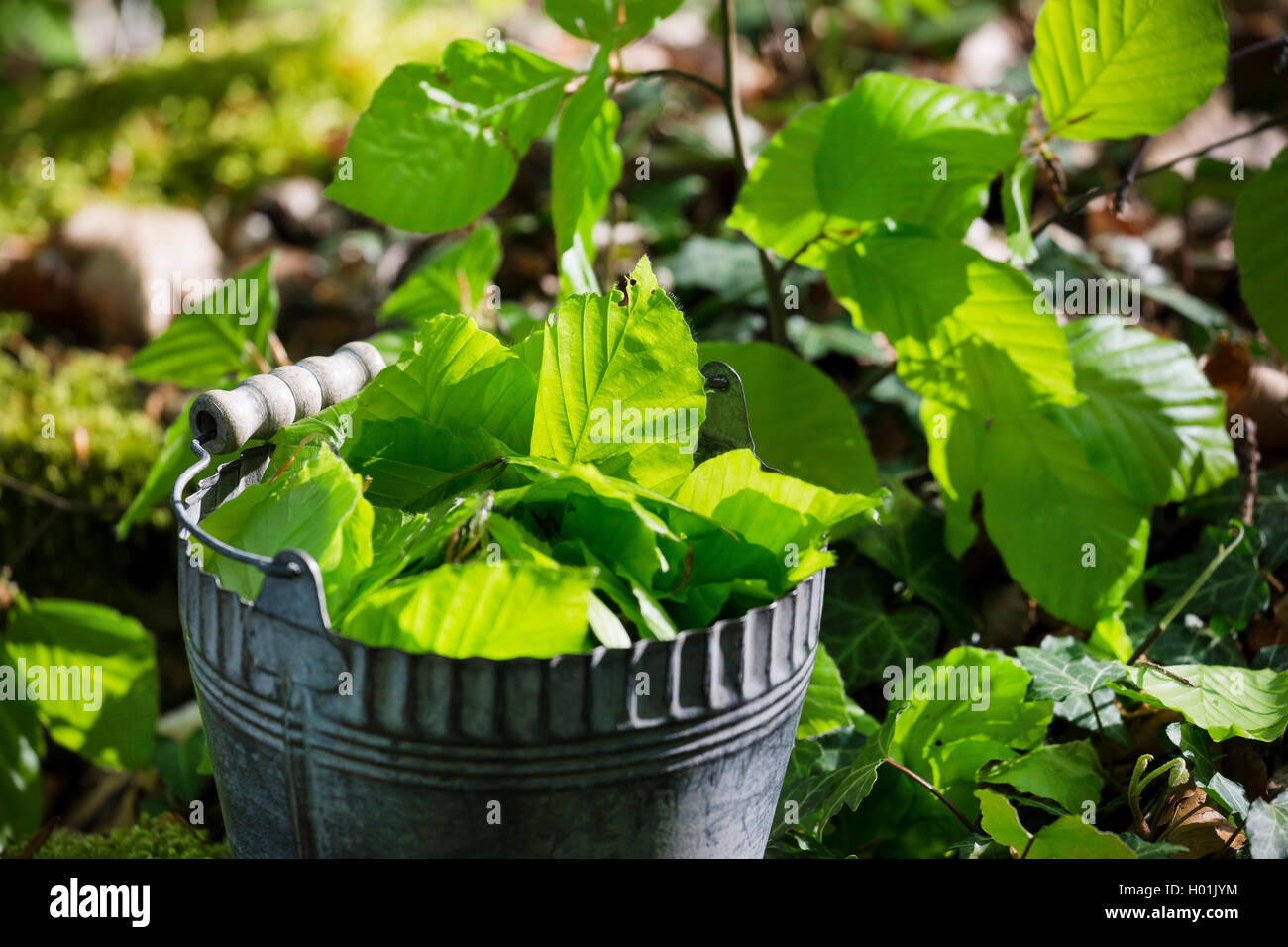 common beech (Fagus sylvatica), youngf leaves are collected in a bucket, Germany Stock Photo