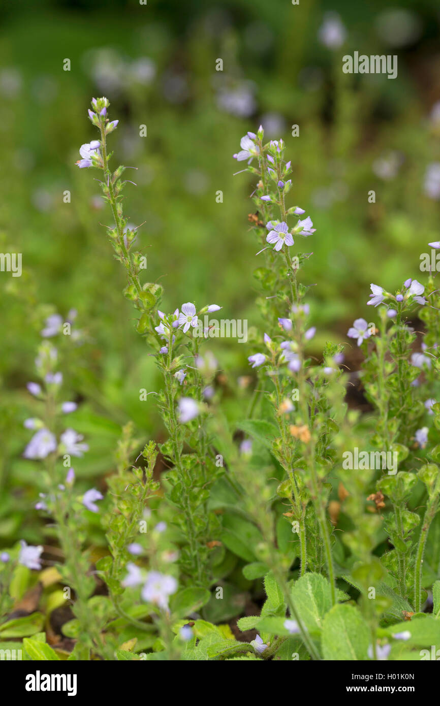 Common speedwell, Heath speedwell, Gypsy-weed (Veronica officinalis), blooming, Germany Stock Photo