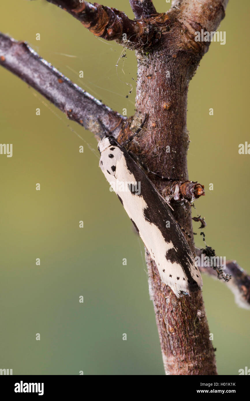 Viper's Bugloss Moth, Vipers Bugloss Moth, Bordered Ermel, Bordered Echium Ermel (Ethmia bipunctella), at a twig, Germany Stock Photo