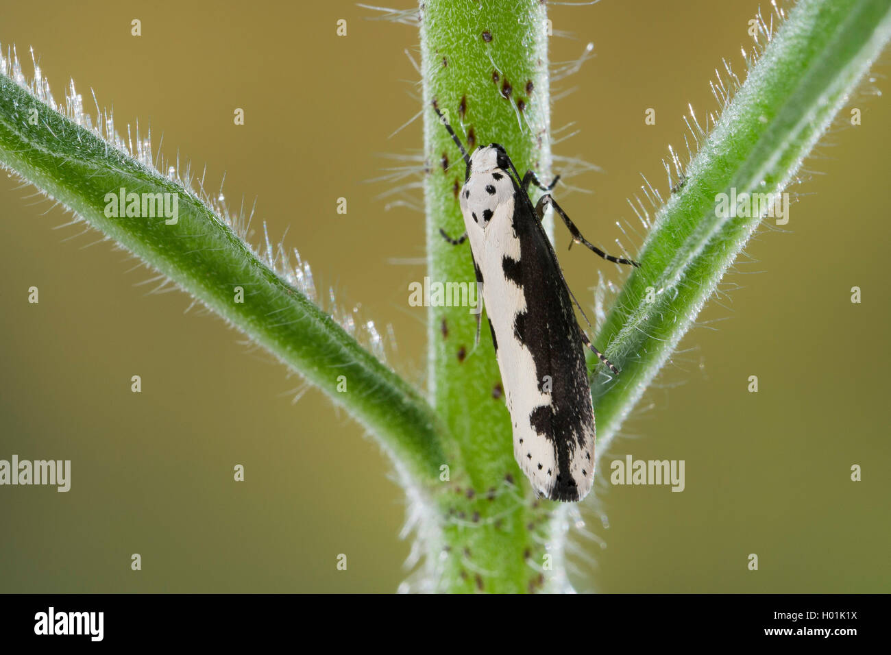 Viper's Bugloss Moth, Vipers Bugloss Moth, Bordered Ermel, Bordered Echium Ermel (Ethmia bipunctella), on a plant, Germany Stock Photo