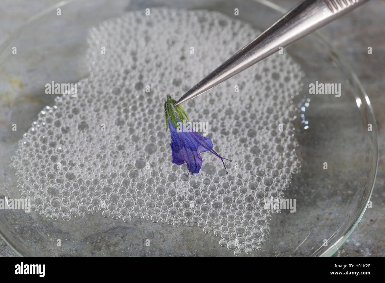 blueweed, blue devil, viper's bugloss, common viper's-bugloss (Echium vulgare), dried plant is dipped in soapy water for better preparation, Germany Stock Photo