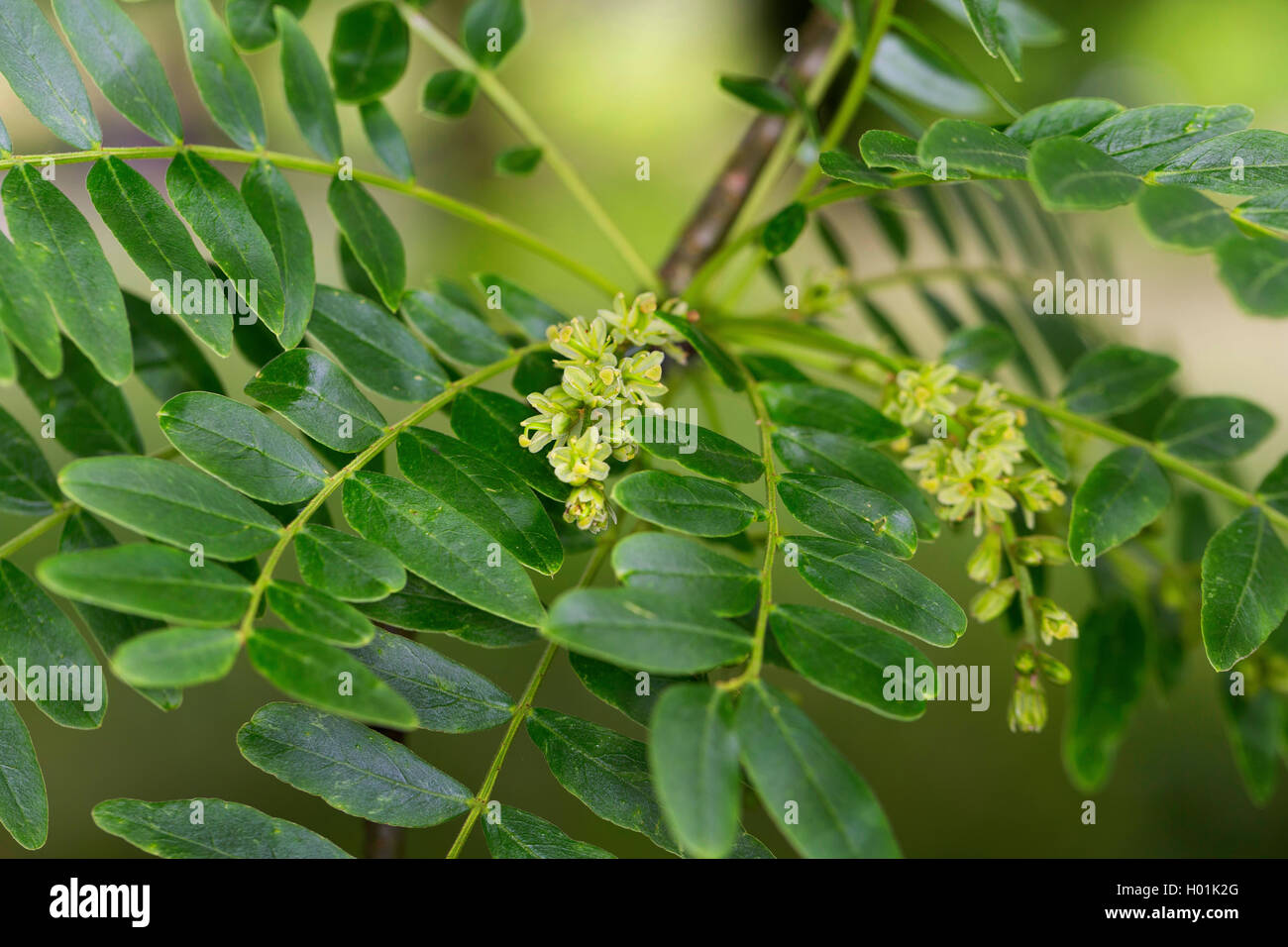 honeylocust, honey locust (Gleditsia triacanthos), blooming branch Stock Photo