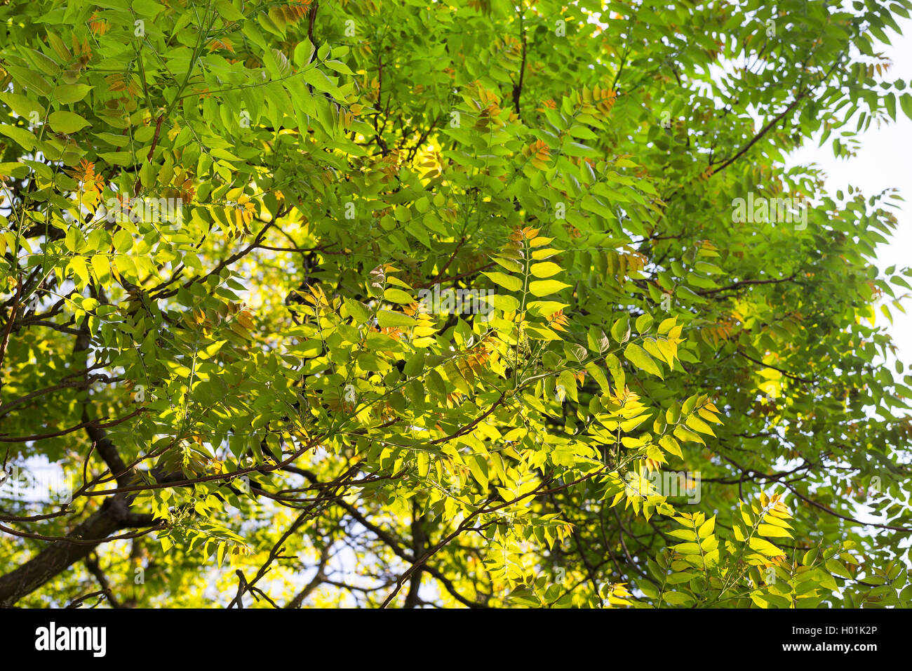 Tree of heaven, Tree-of-heaven (Ailanthus altissima, Ailanthus glandulosa), branches in backlight, Germany Stock Photo