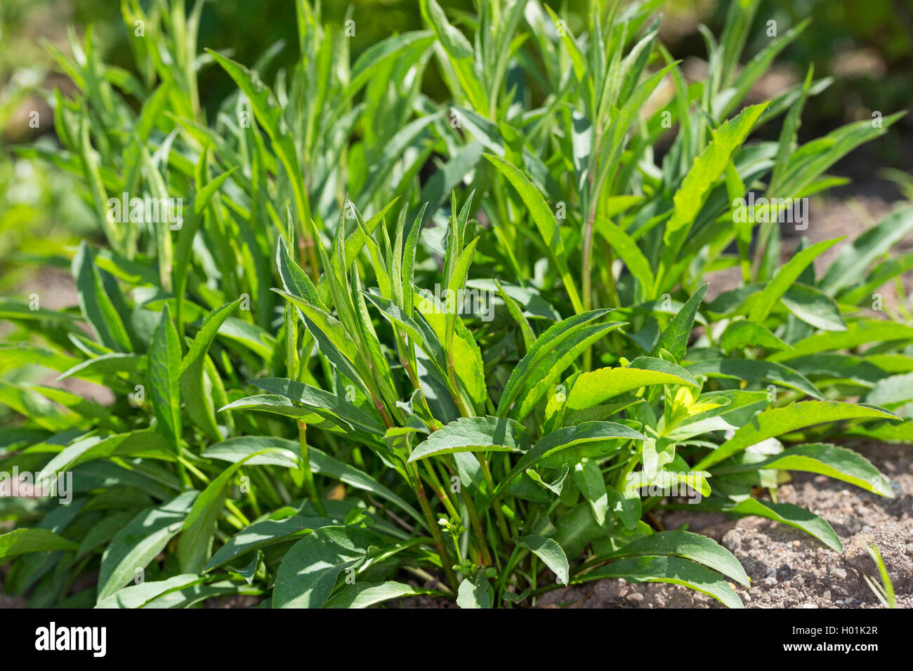 goldenrod, golden rod (Solidago virgaurea), young leaves, Germany Stock Photo