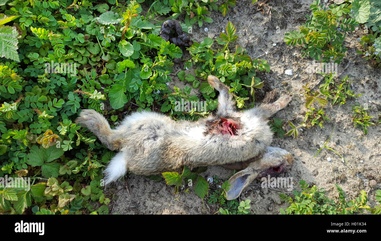 Steinmarder, Stein-Marder, Hausmarder, Haus-Marder (Martes foina), Tier-Kothaufen neben einem angefressenen toten Wildkaninchen  Stock Photo