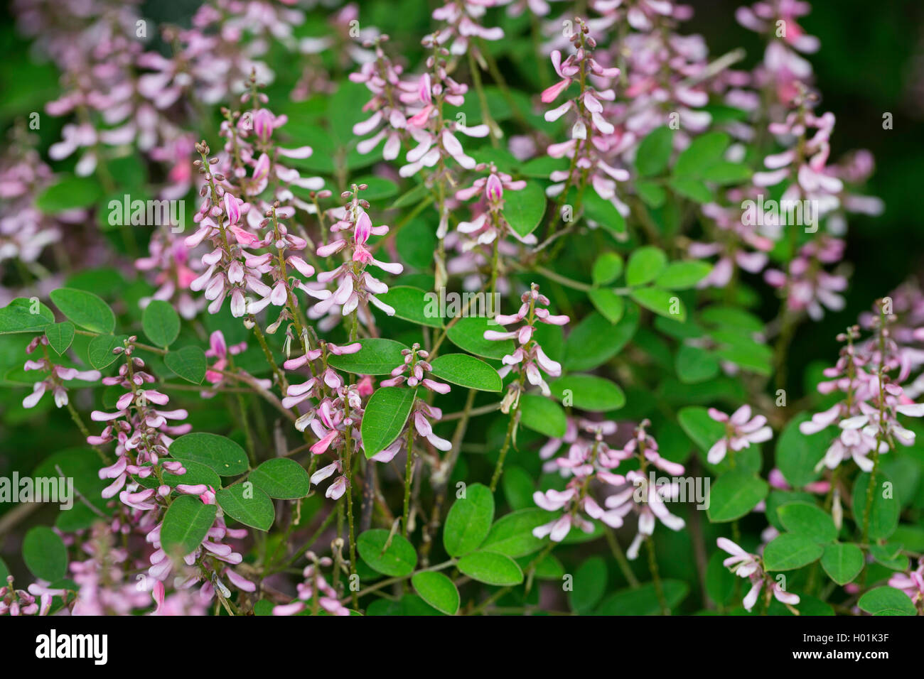 Pink-flower Indigo, Pink-flowered indigo, Chinese Indigo (Indigofera amblyantha), blooming Stock Photo