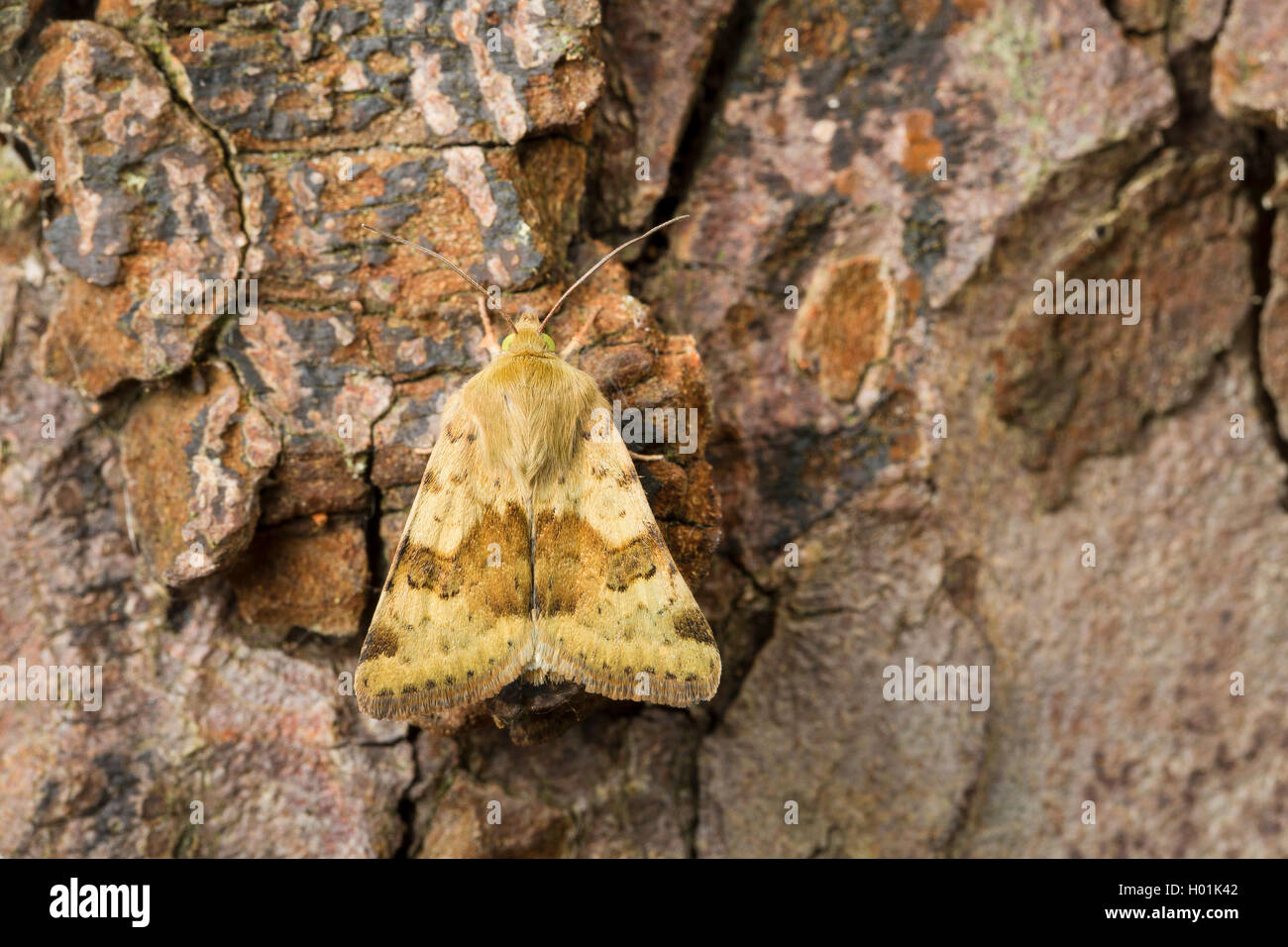 Marbled clover (Heliothis viriplaca, Heliothis dipsacea), sits on bark, Germany Stock Photo