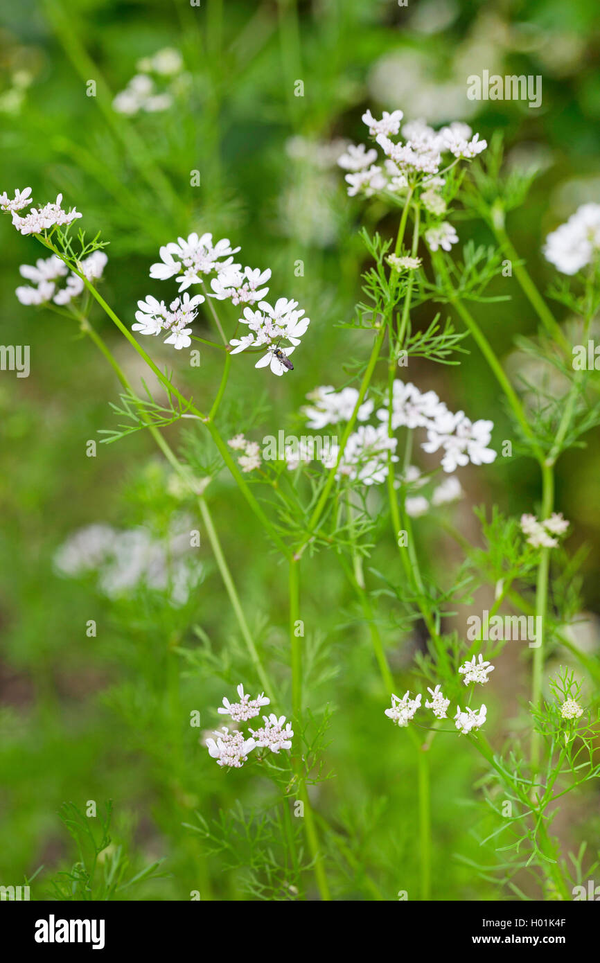 Flowering coriander hires stock photography and images Alamy
