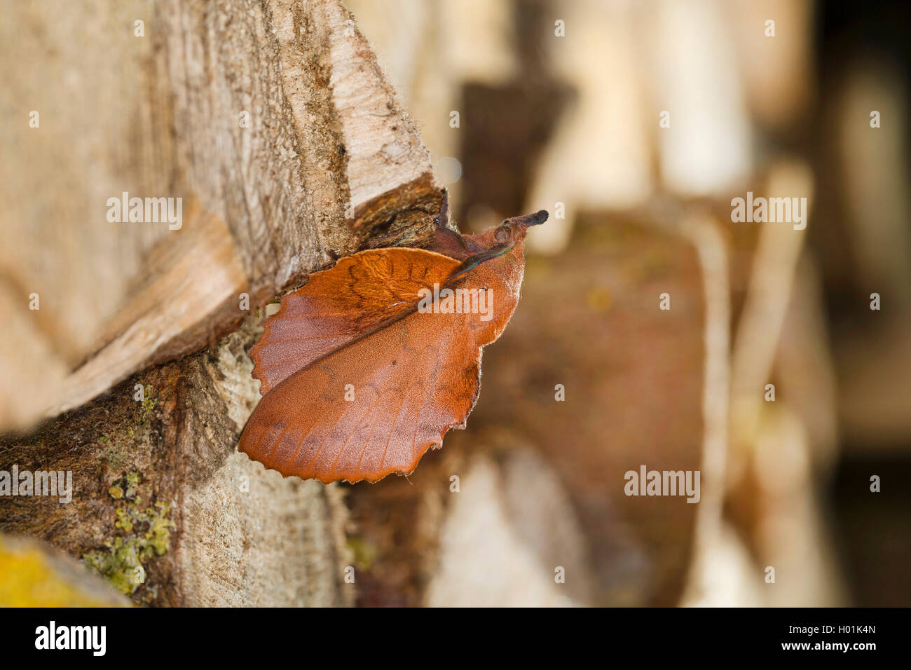 lappet (Gastropacha quercifolia, Phalaena quercifolia), at billets of wood, side view, Germany Stock Photo