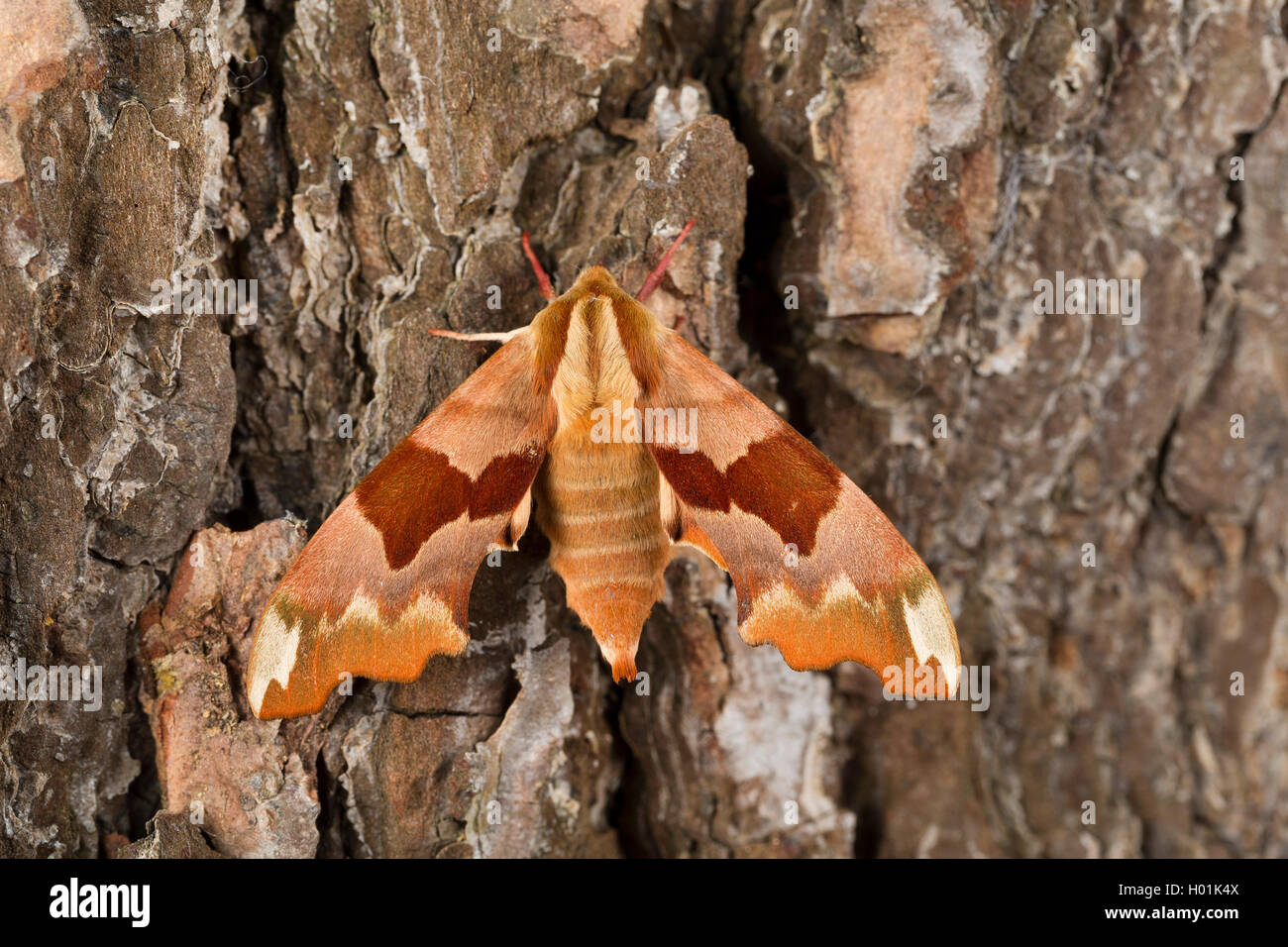 lime hawkmoth (Mimas tiliae), at bark, view from above, Germany Stock Photo