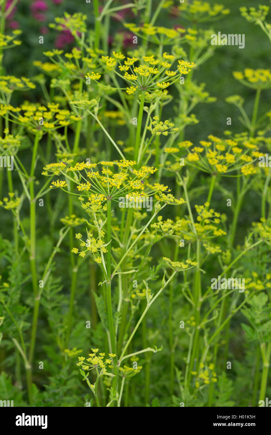 Pastinak, Hammelmoehre (Pastinaca sativa), bluehend, Deutschland