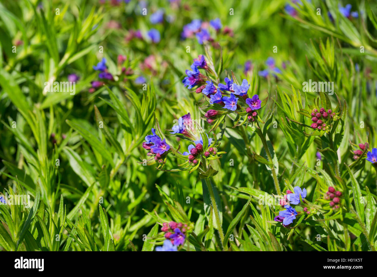 Purple gromwell (Lithospermum purpurocaeruleum, Buglossoides purpurocaeruleum, Lithospermum purpureocaeruleum, Buglossoides purpureocaeruleum), blooming, Germany Stock Photo