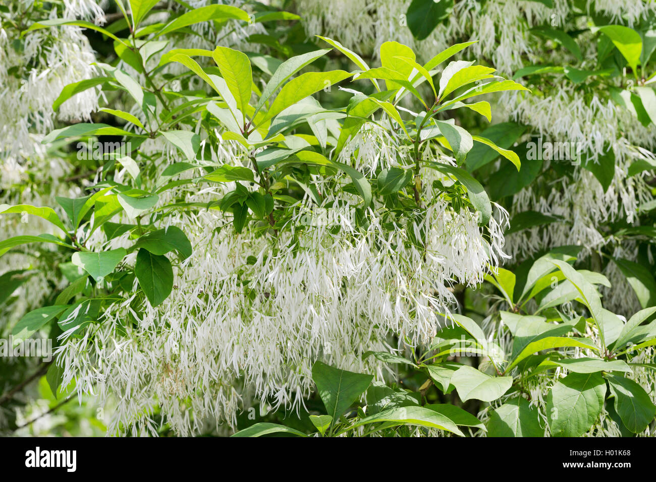 Amaerican Fringe Tree, White fringetree (Chionanthus virginica, Chionanthus virginicus), blooming Stock Photo