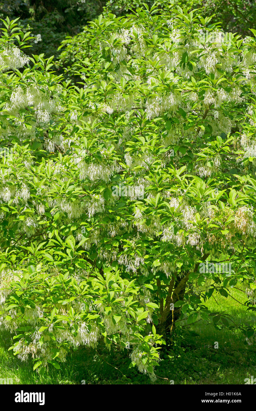 Amaerican Fringe Tree, White fringetree (Chionanthus virginica, Chionanthus virginicus), blooming Stock Photo