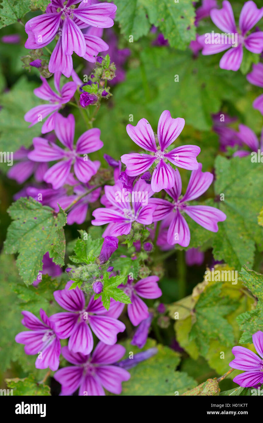 Common Mallow Blue Mallow High Mallow High Cheeseweed Malva Stock Photo Alamy Common Mallow Blue Mallow High Mallow High Cheeseweed Malva Stock Photo Alamy