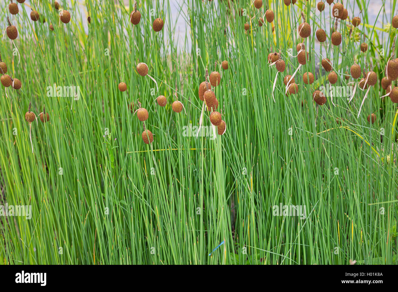 Dwarf Bulrush, Miniature Cattail, Least Bulrush (Typha minima