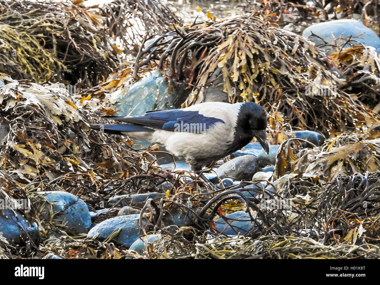 Nebelkraehe, Nebel-Kraehe  (Corvus corone cornix, Corvus cornix), sucht Futter am Strand, Norwegen, Troms | Hooded crow (Corvus  Stock Photo