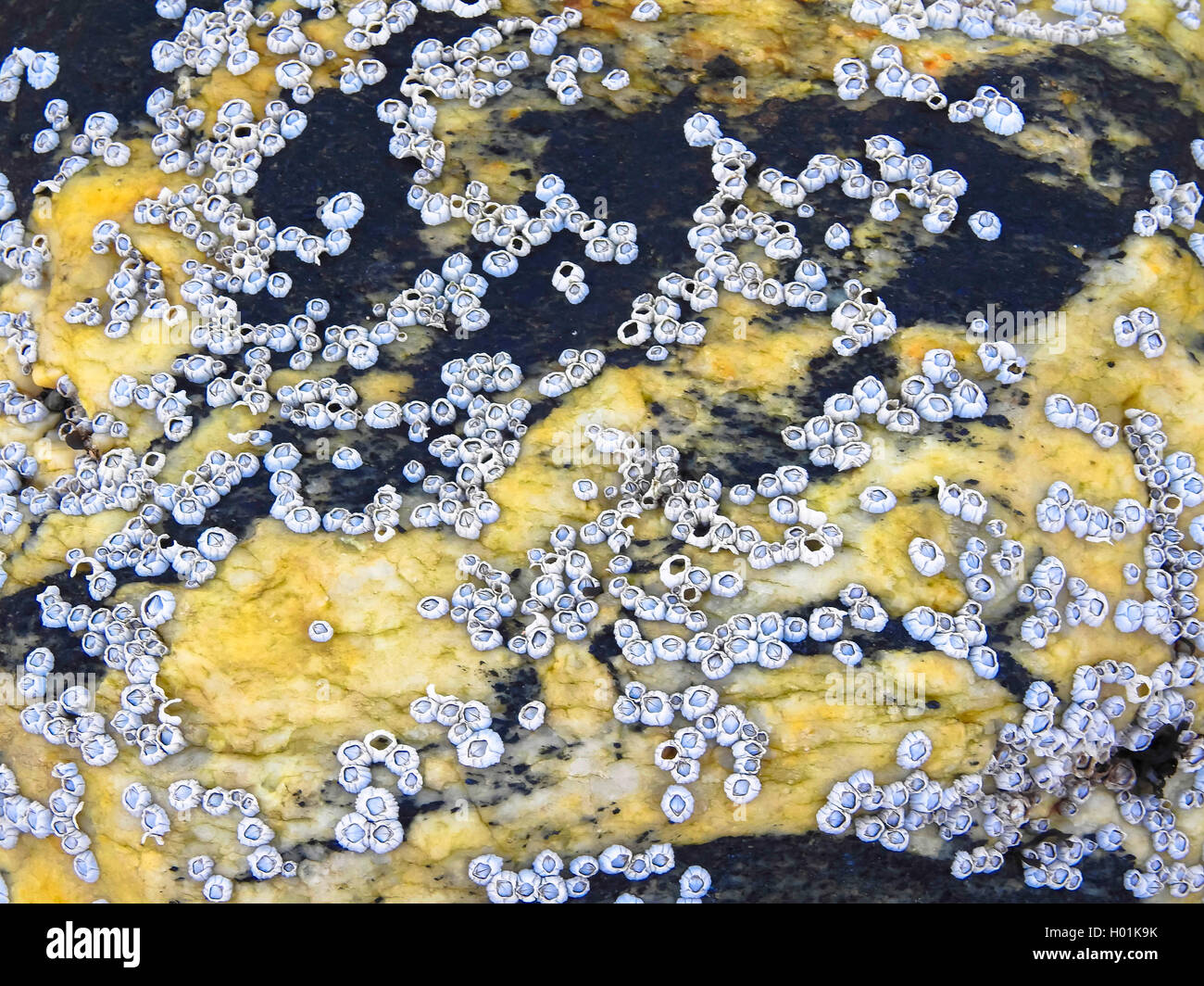 barnacle (Balanus spec.), rock with Barnacles, Norway, Tromso Stock Photo