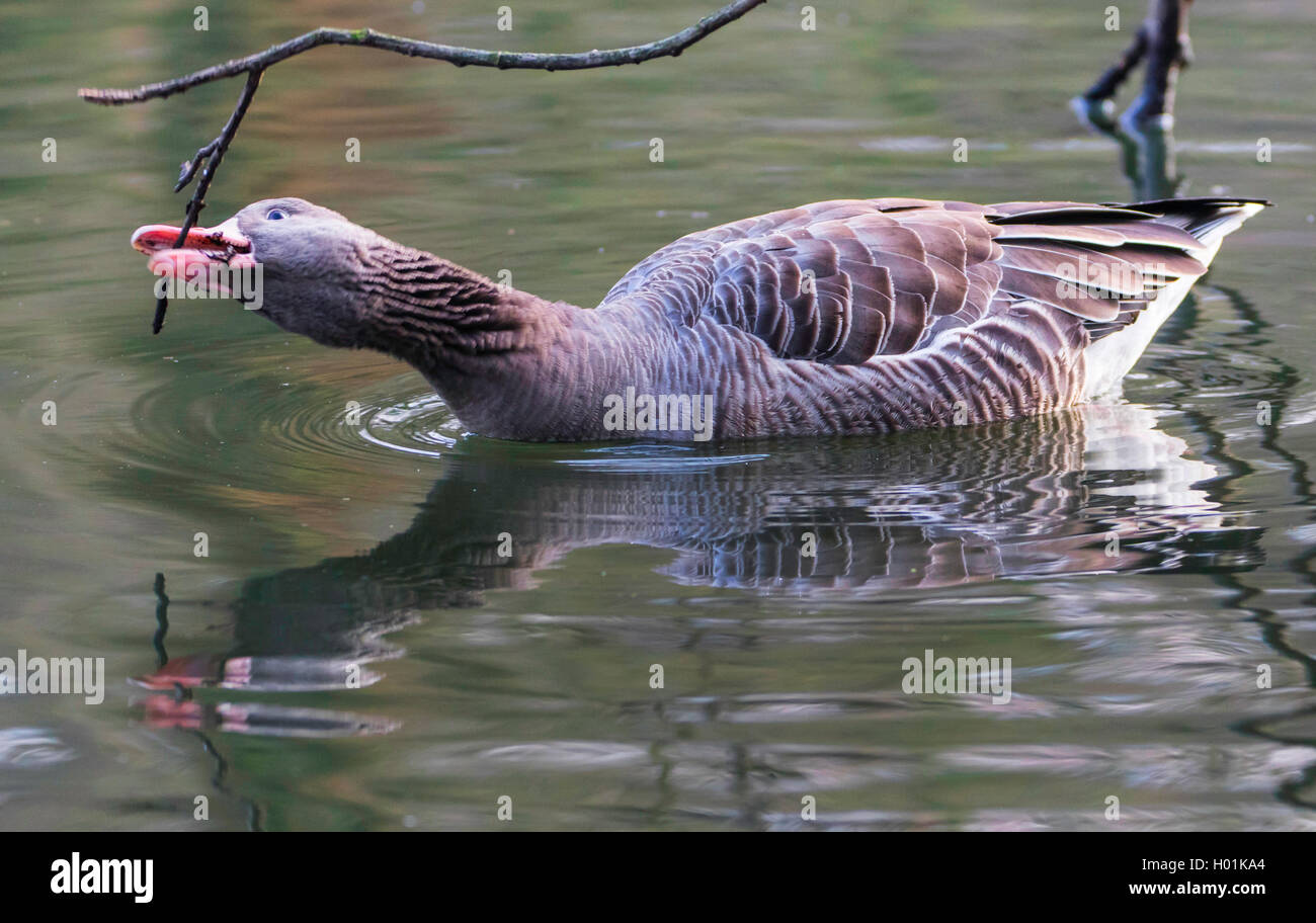 greylag goose (Anser anser), nibbling on a twig, Germany, Hamburg Stock Photo