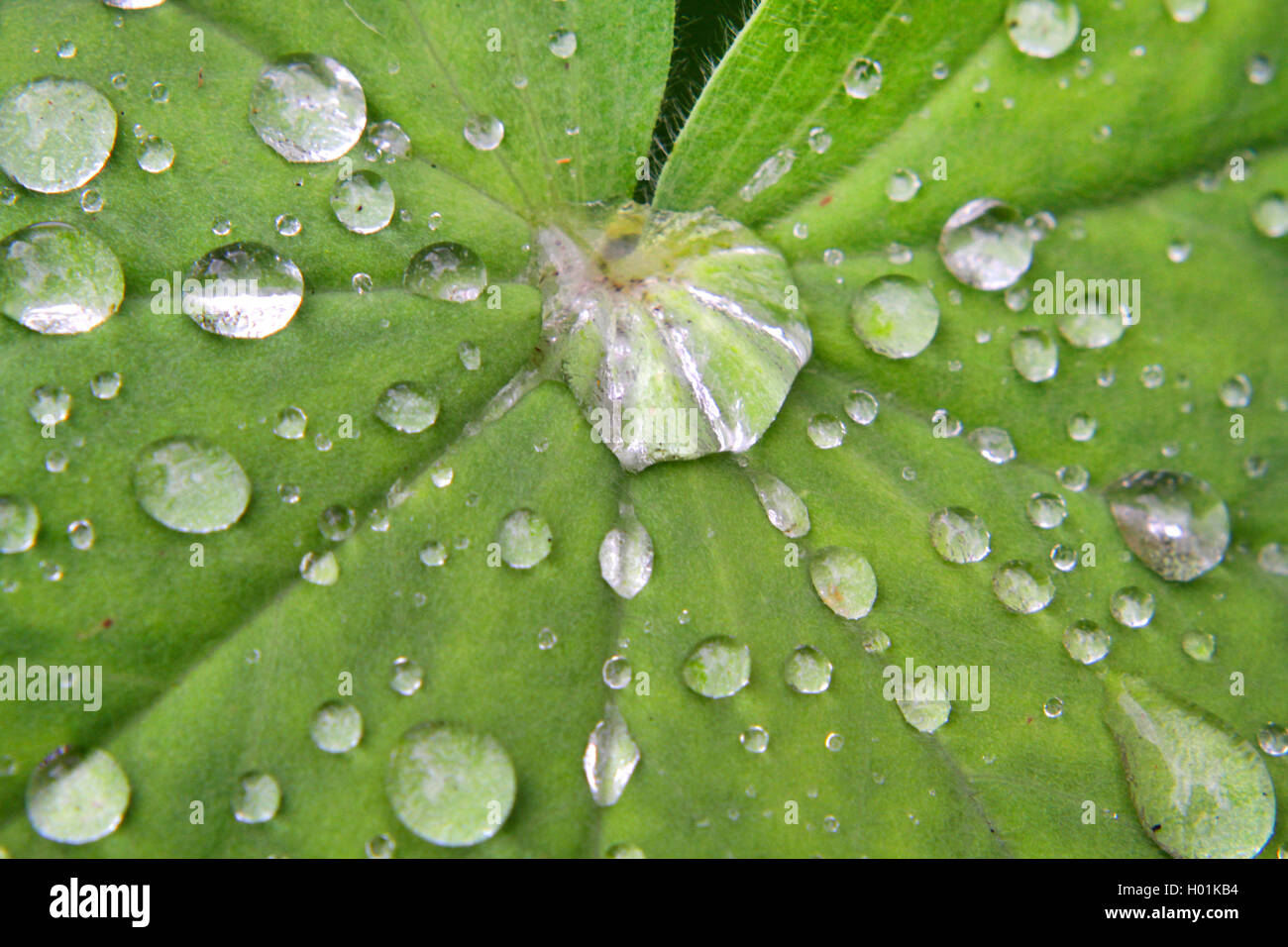 raindrops on a leaf, Germany Stock Photo