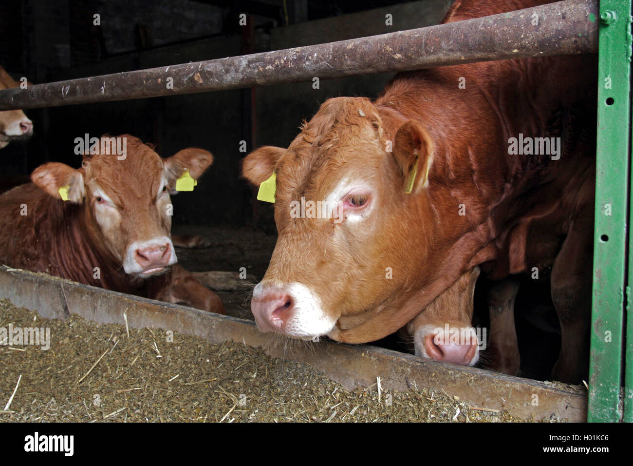Limousin cattle, domestic cattle (Bos primigenius f. taurus), Limousin cattles in the stable, Germany Stock Photo
