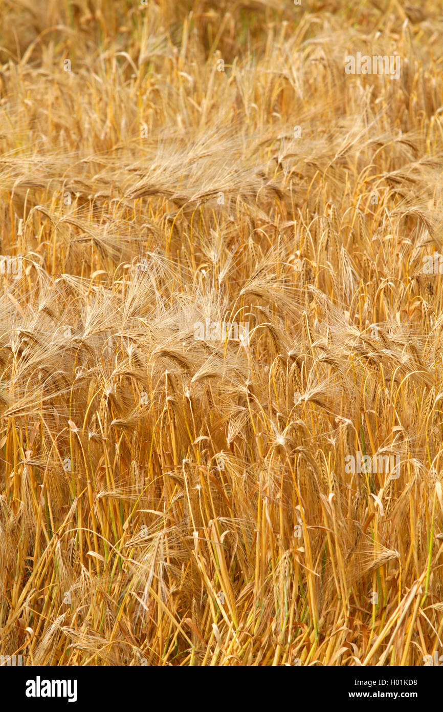 barley (Hordeum vulgare), mature barley field, Germany Stock Photo