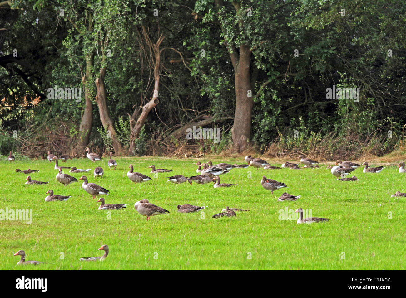 greylag goose (Anser anser), greylag geese in a marsh meadow, Germany, North Rhine-Westphalia Stock Photo