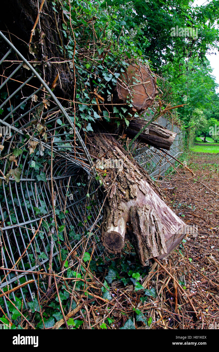 fence damaged by disrooted tree, Germany Stock Photo