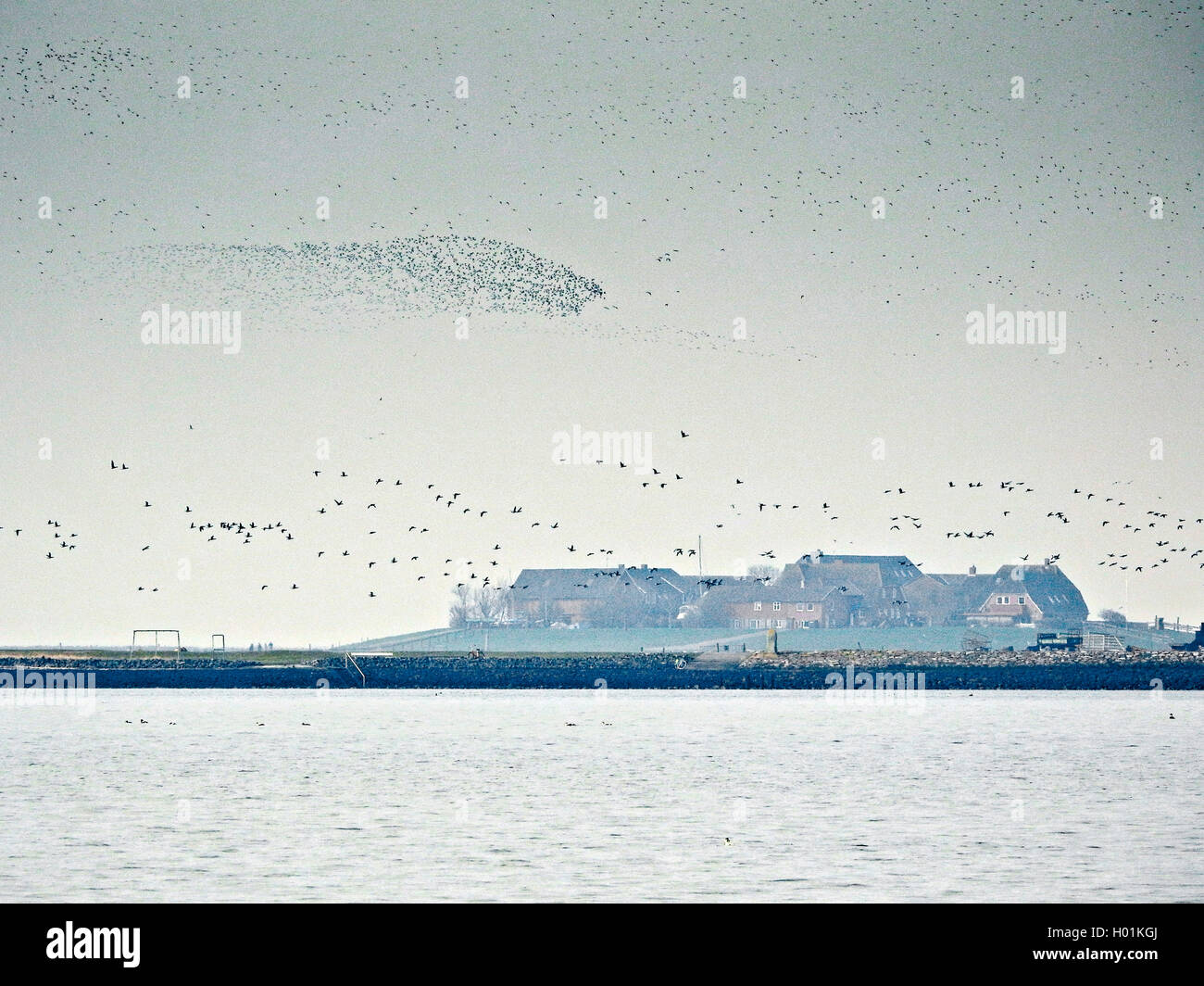 flying flocks over Hallig Hooge, Germany, Schleswig-Holstein, Northern Frisia, Hallig Hooge Stock Photo