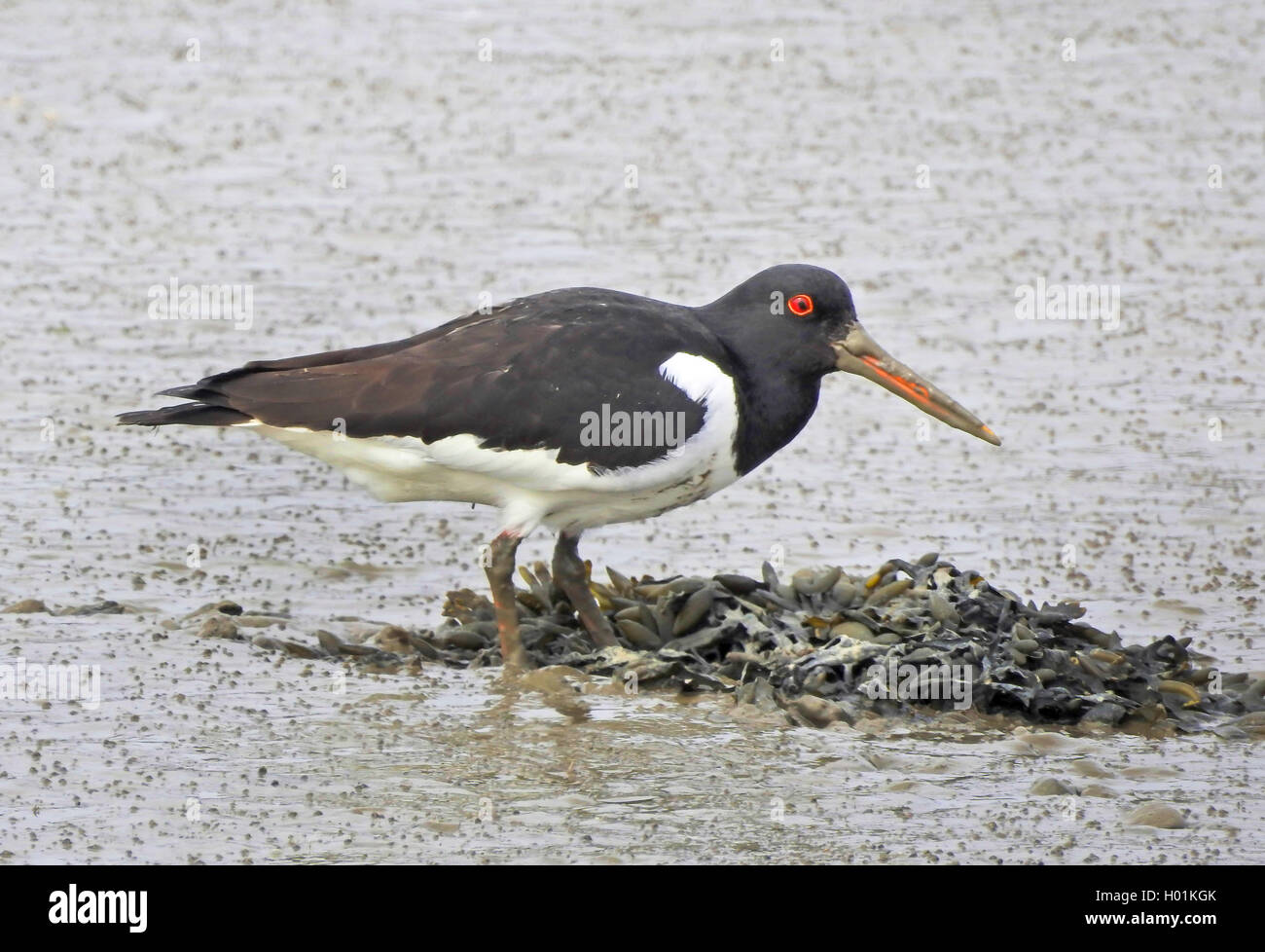 palaearctic oystercatcher (Haematopus ostralegus), searching food on the beach, side view, Germany, Schleswig-Holstein, Hallig Hooge Stock Photo