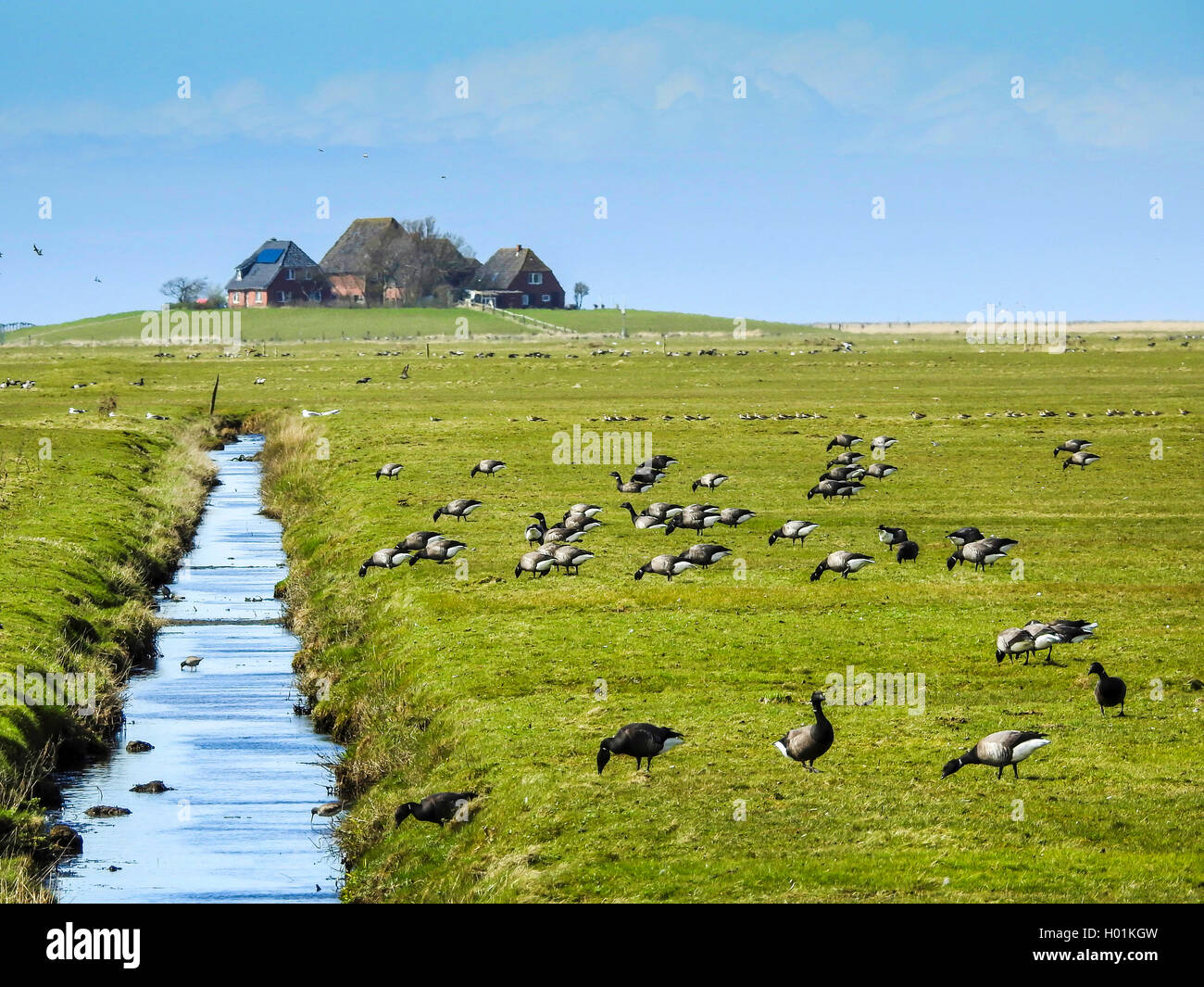 brent goose (Branta bernicla), eating flock on Hallig Hooge, Germany, Schleswig-Holstein, Hallig Hooge, Backenswarft Stock Photo