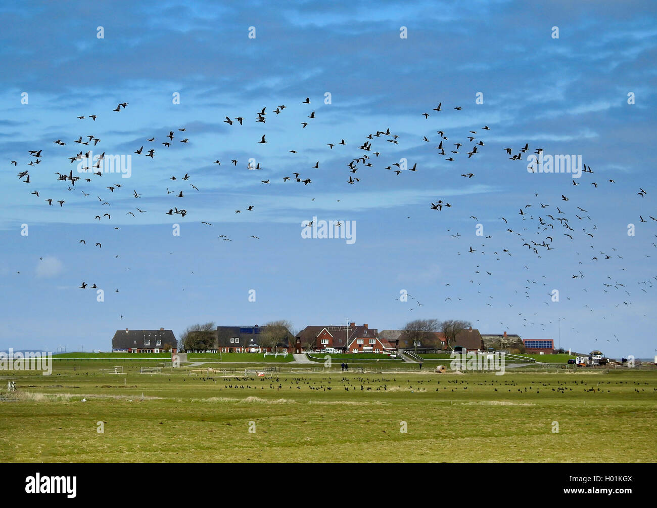 brent goose (Branta bernicla), flocks on Hallig Hooge, Germany, Schleswig-Holstein, Hallig Hooge, Backenswarft Stock Photo