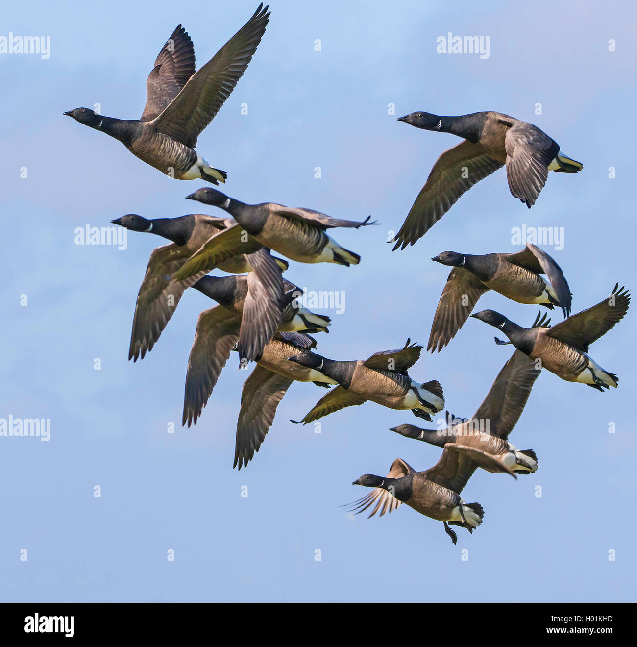 Birds geese german germany hi res stock photography and images Page 3 Alamy