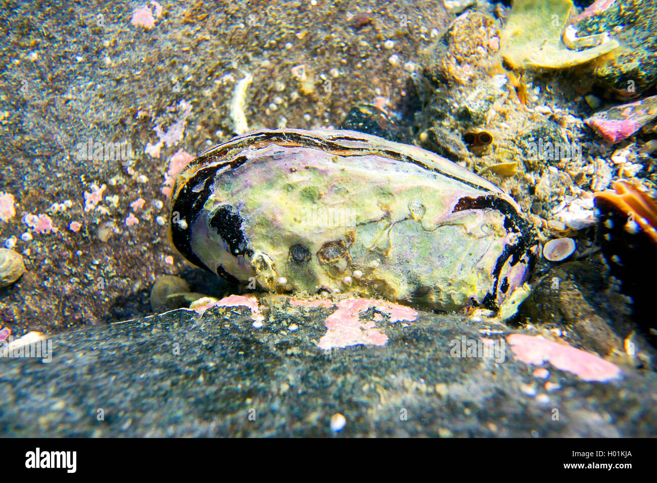 Horse mussel, Northern horsemussel (Modiolus modiolus, Modiola gigantea), at a stone in shallow water, Norway, Troms, Tromsoe Stock Photo
