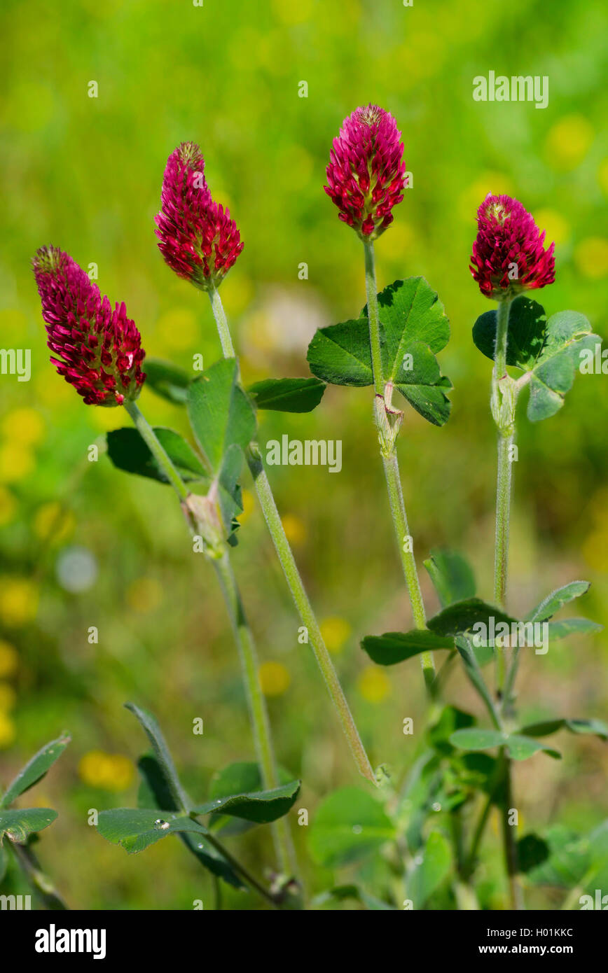 Crimson clover, Italian clover (Trifolium incarnatum), blooming, Germany, Bavaria Stock Photo