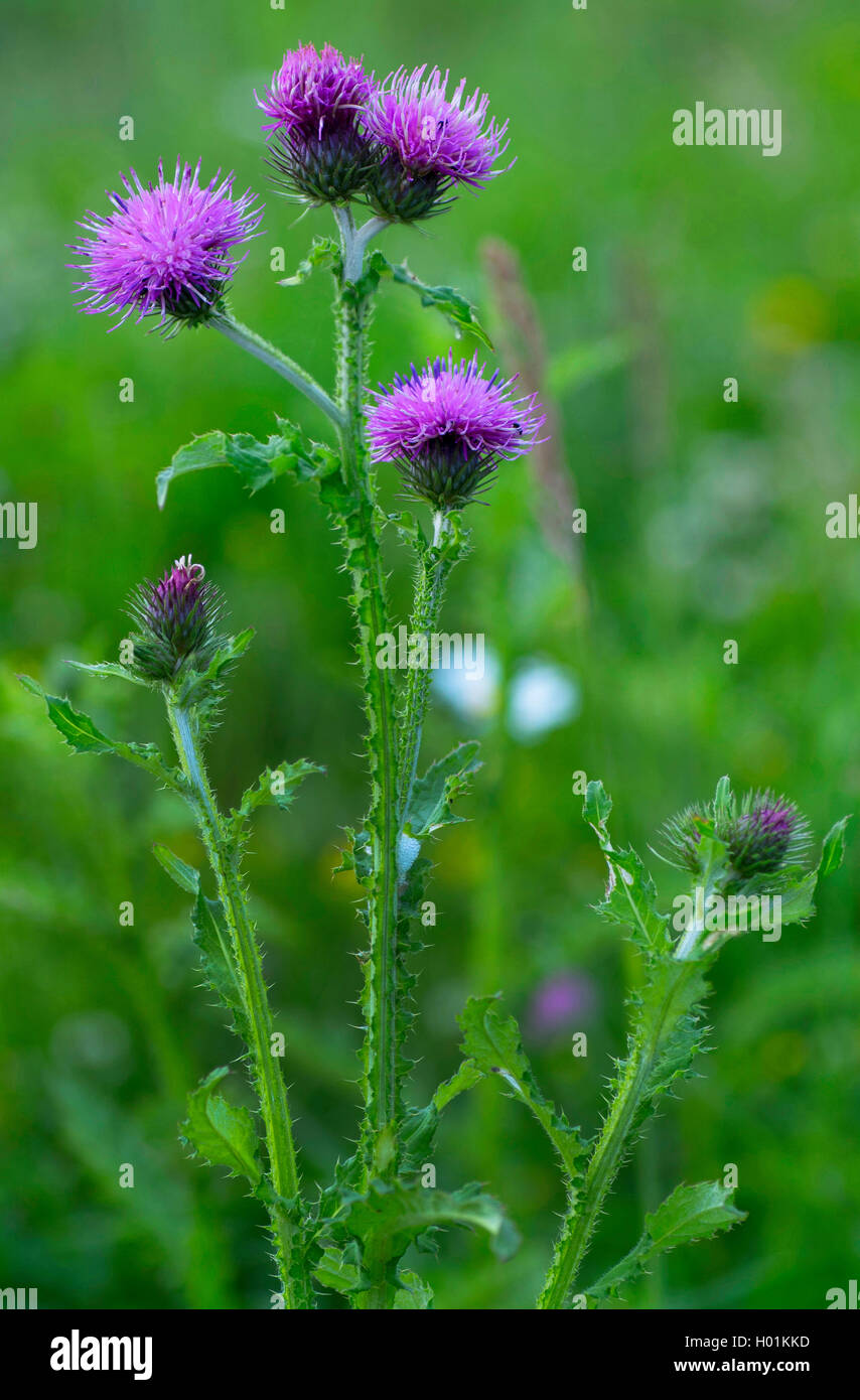 curled thistle, welted thistle, curled plumless-thistle (Carduus crispus), blooming, Germany, Bavaria, Oberbayern, Upper Bavaria Stock Photo
