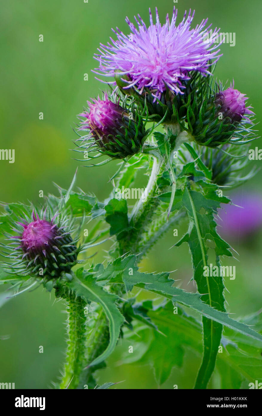 curled thistle, welted thistle, curled plumless-thistle (Carduus crispus), blooming, Germany, Bavaria, Oberbayern, Upper Bavaria Stock Photo
