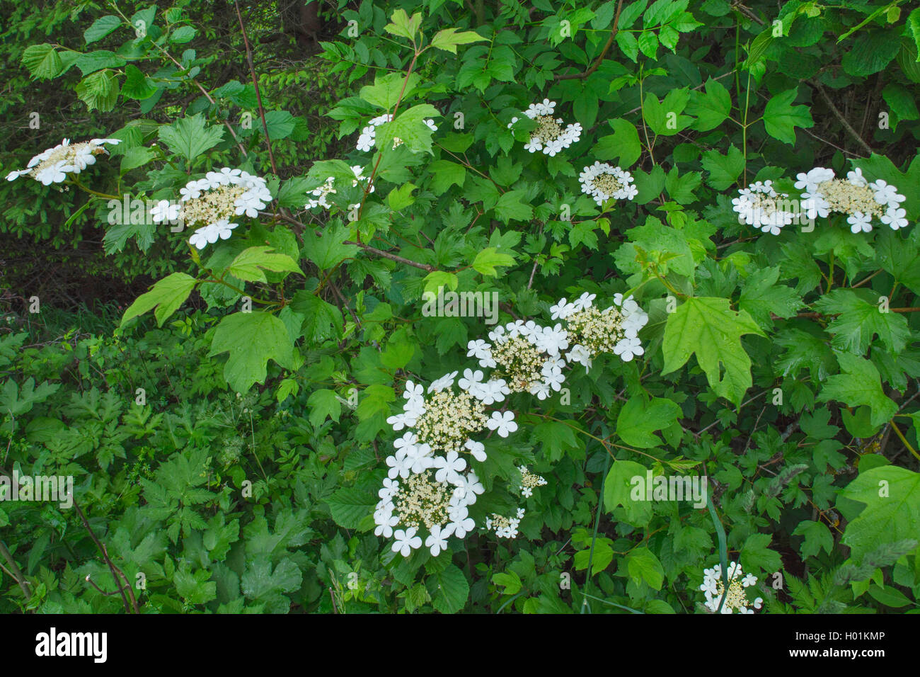 Gemeiner Schneeball, Gewoehnlicher Schneeball (Viburnum opulus), bluehend, Deutschland, Bayern, Oberbayern | guelder-rose viburn Stock Photo