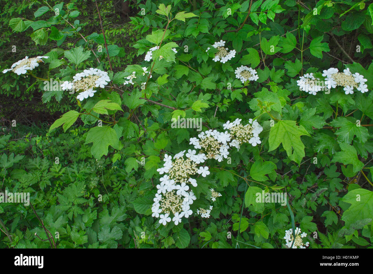 Gemeiner Schneeball, Gewoehnlicher Schneeball (Viburnum opulus), bluehend, Deutschland, Bayern, Oberbayern | guelder-rose viburn Stock Photo