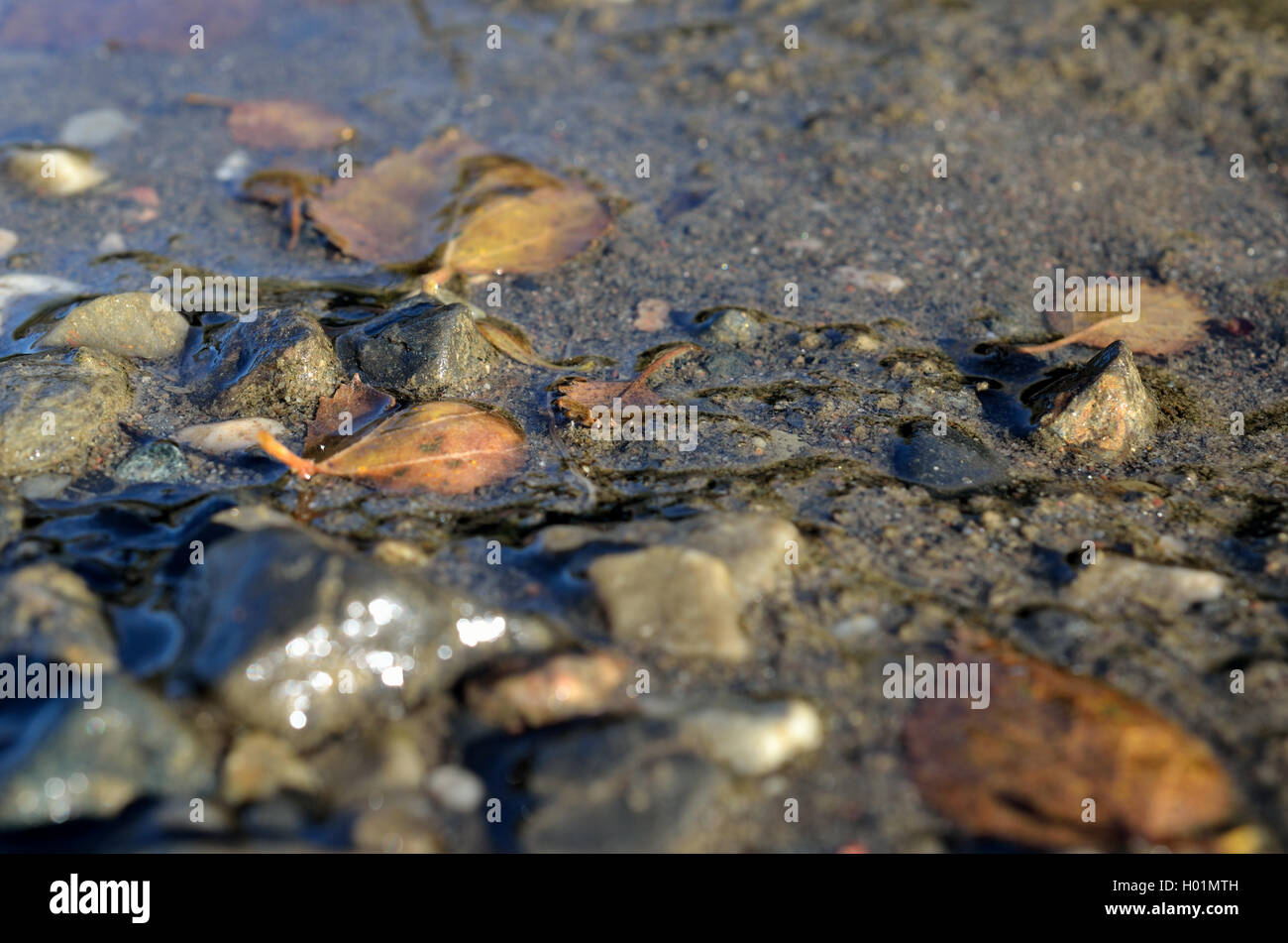 brown autumn leaves on muddy river floor Stock Photo - Alamy