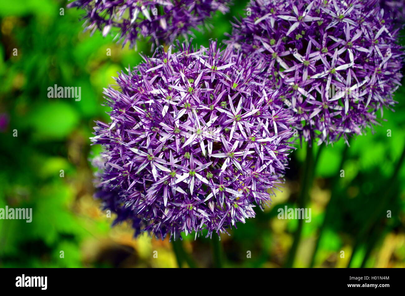 purple sensation allium flowers closeup in the garden Stock Photo