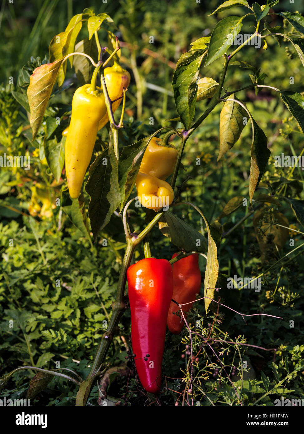 Bush of red hot pepper in a kitchen garden Stock Photo