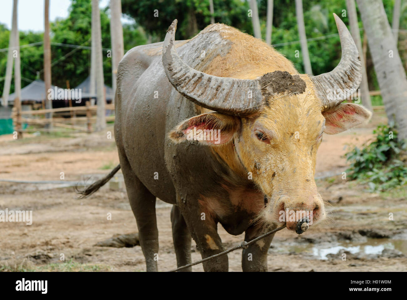 The water buffalo or domestic Asian water buffalo in a farm and covered of mud in Thailand Stock Photo